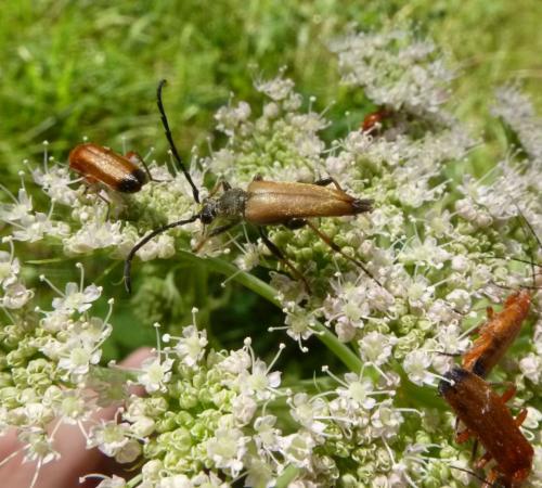 Stictoleptura rubra